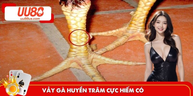 Vảy gà huyền trâm